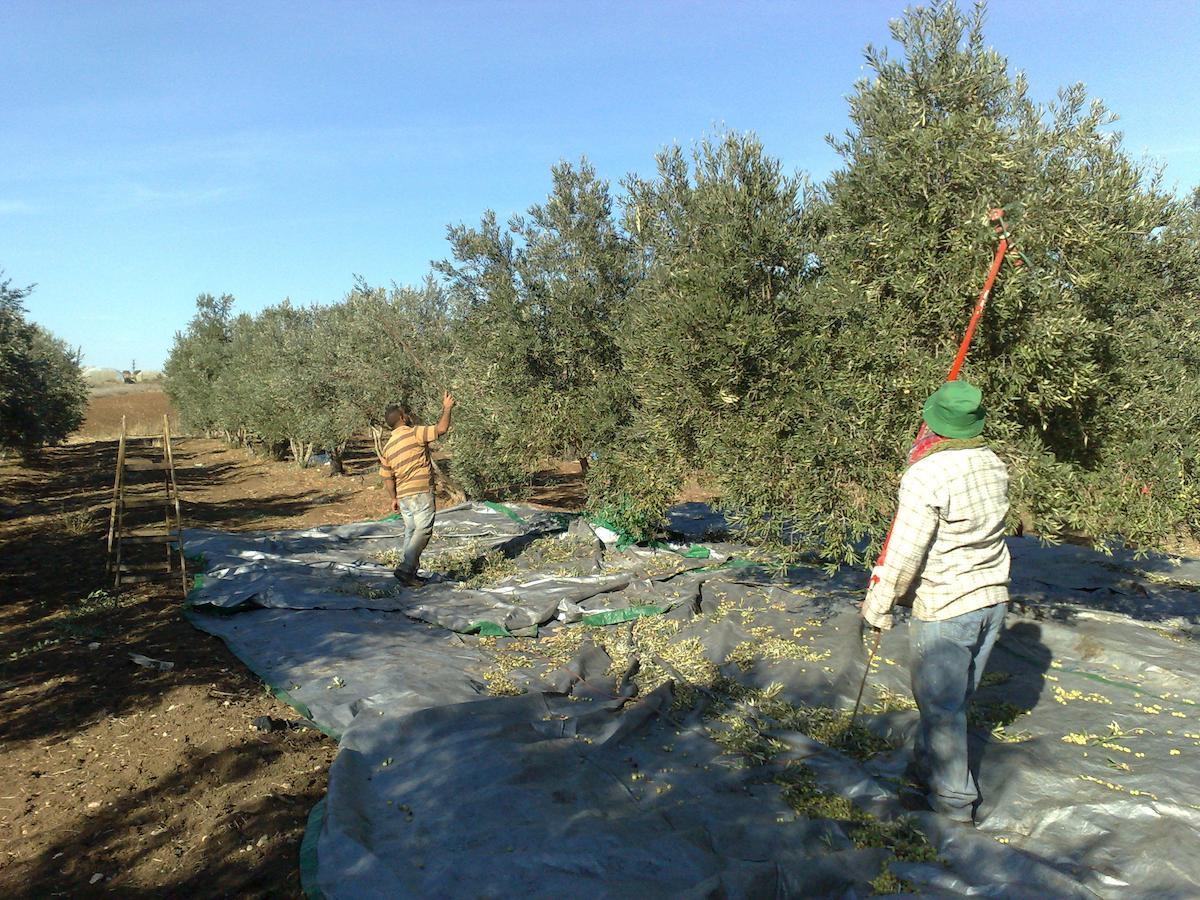 Peace Tent Villa Kfar Rut Exterior foto